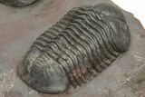 Pair Of Struveaspis Trilobites - Jorf, Morocco #233138-6